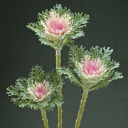 Crane™ Feather King F1 Untreated Flowering Kale