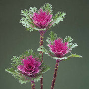 Crane™ Feather Queen F1 Untreated Flowering Kale