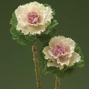 Crane™ Ruffle Bicolor F1 Untreated Flowering Kale