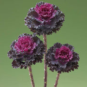 Crane™ Ruffle Red F1 Untreated Flowering Kale