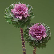 Crane™ Ruffle Rose F1 Untreated Flowering Kale