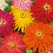 Super Cactus Giant Mix Untreated Zinnia