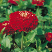 Benary's Giant Scarlet Untreated Zinnia