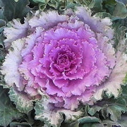 Osaka iQ Pink Bicolor F1 Untreated Flowering Kale