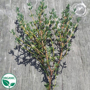 Thyme German Winter Organic Herb