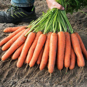 Narvik F1 Untreated Carrot