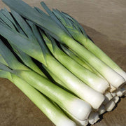 Batter F1 Untreated (Primed) Leek