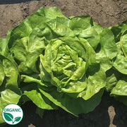 Milagro Organic, NOP-Compliant Pellet, Lettuce