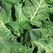 Vates Untreated Collard Seeds