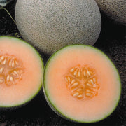 Ambrosia F1 Treated Melon