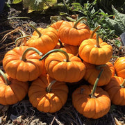 Munchkin F1 Treated Pumpkin Seeds
