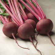 Red Ace F1 Untreated Beet