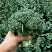 Green Magic F1 Treated Broccoli