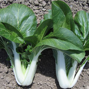 Joi Choi F1 Untreated Pak Choi