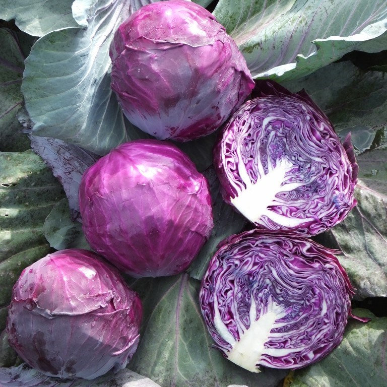 Ruby King F1 Untreated Cabbage Seeds Osborne Farm Seeds