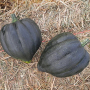 Royal Ace PM F1 Untreated Squash Seeds
