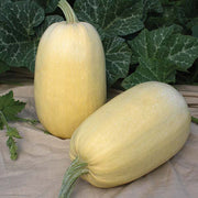 Tivoli F1 Untreated Squash Seeds