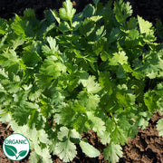 Cilantro Santo Organic Herb