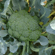 Imperial F1 Untreated Broccoli