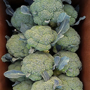 Emerald Crown F1 Treated Broccoli