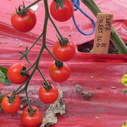 Super Sweet 100 F1 Untreated Tomato