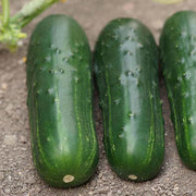 Supremo F1 Treated Cucumber