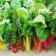 Bright Lights Untreated Swiss Chard Seeds