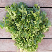 Cilantro Calypso Untreated Herb Seeds