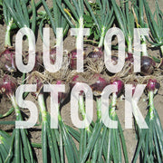 Red Rock F1 Untreated Onion