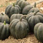 Autumn Delight F1 Treated Squash