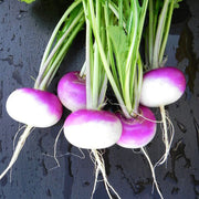Purple Top White Globe Untreated Turnip