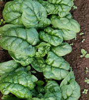 Mandolin F1 Untreated Spinach Seeds