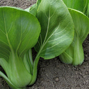 Mei Qing Choi F1 Treated Pak Choi