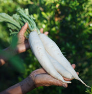 April Cross F1 Untreated Daikon Radish