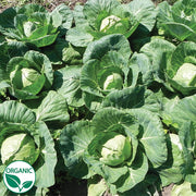 Farao F1 Organic Cabbage