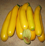 Golden Glory F1 Untreated Squash