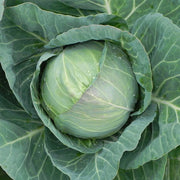 Crystal Vantage F1 Treated Cabbage Seeds