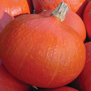 Uchiki Kuri Untreated Squash Seeds