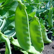 Oregon Giant Treated Pea