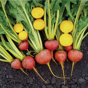 Touchstone Gold Untreated Beet