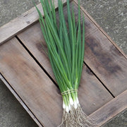 BO-04 F1 Untreated Onion