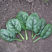 SV2157VB F1 Untreated Spinach