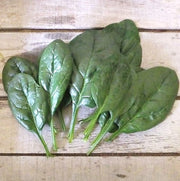 SV3580VC F1 Untreated Spinach