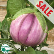 Rosa Bianca Organic Eggplant
