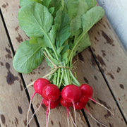 Rover F1 Untreated Radish