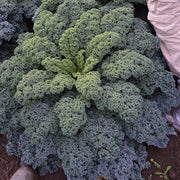 Starbor F1 Untreated Kale