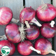 Cabernet F1 Organic Onion
