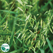 Cayuse Oats Organic Cover Crop Seeds