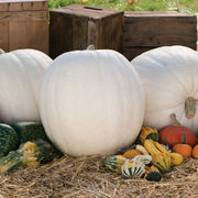 Polar Bear F1 Untreated Pumpkin Seeds