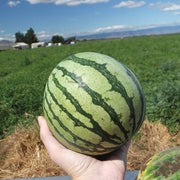 Ocelot F1 Treated Watermelon